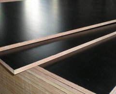 Poplar Core Film Faced Plywood