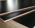 Film Faced Shuttering Plywood For