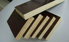 Poplar Core Black Film Faced Plywood for