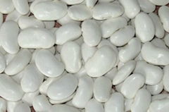 large white kidney beans