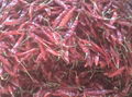 Dried Chillies 1