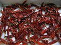 Dried Chillies 2