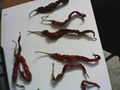 Dried Chillies 3