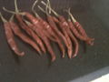 Dried Chillies 5