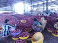 INDIAN RED ONION 1