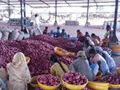 INDIAN RED ONION 5