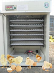 Industrial  Commercial incubator for 756 Duck eggs YZITE-10
