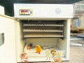 2012 Newest CE Approved Egg Incubator