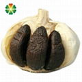 aged Black garlic bulb