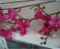 2012 hot sell single butterfly orchid,single cheap butterfly orchid,single plast 1