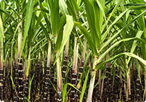 Cane Sugar ICUMSA 45