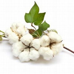 Raw cotton