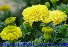 Marigold oleoresin