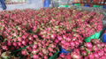 dragon fruit 4