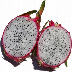 Dragon fruit