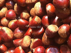 Chestnut 