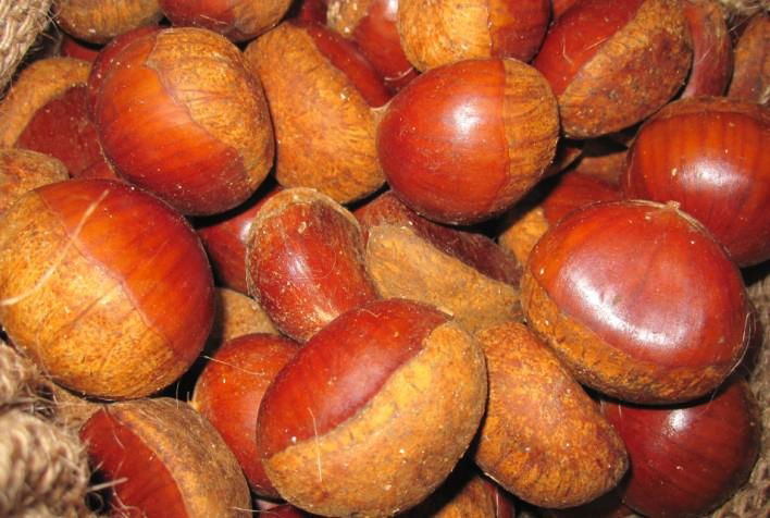 fresh chestnut