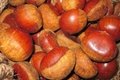 fresh chestnut