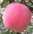 FUJI APPLE 1