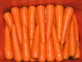 CARROT 1