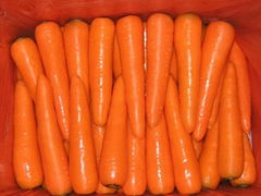 CARROT