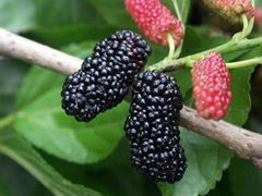 mulberry fruit 