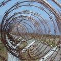 Concertina Razor Wire 2