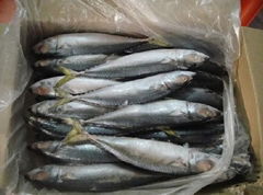 Frozen Pacific  mackerel