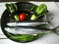 Frozen Spanish  mackerel