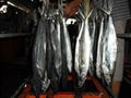Frozen Spanish  mackerel 3