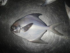 Frozen pomfret (sliver or grey)