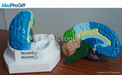 2 PARTS brain model