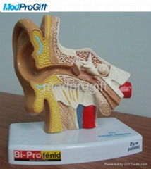 HUMAN EAR MODEL