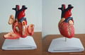 plastice heart model