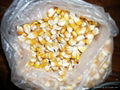 yellow maize