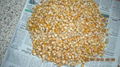 yellow maize 2