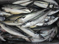 Atlantic Mackerel Scomber scombrus