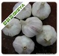 Normal garlic 3