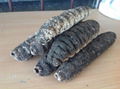 Dried Belizean Sea Cucumbers 1