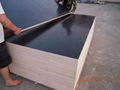 Construction Plywood for Building Material 4