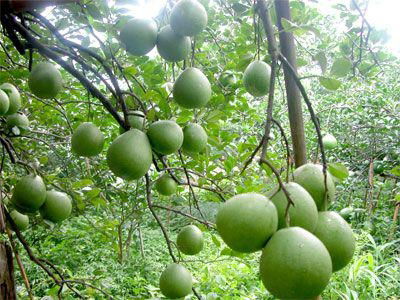 Pomelo oil (Traditional products of Vietnam)