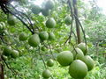 Pomelo oil (Traditional products of