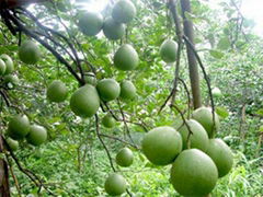 Pomelo oil (Traditional products of Vietnam)