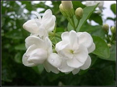 Jasmine Oil