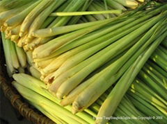 Lemongrass Oil