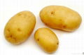 2012 High Quality Fresh Potato