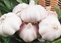 Manufactory Fresh Garlic Export