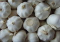 Manufactory Fresh Garlic Export 2