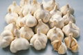 Manufactory Fresh Garlic Export 3