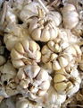 Manufactory Fresh Garlic Export 4